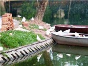 Bóng đá anh, ngoại hạng anh, lịch thi đấu euro 2012, Con chim hòa bình